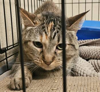 Rescue Domestic Short Hair Cats for Adoption in Leadville, Colorado - Miss Kitty | PetCurious