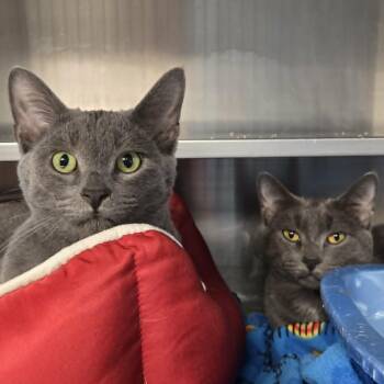 River and Stormie (Bonded Pair) -  Domestic Short Hair Cat for Adoption in Watertown, Wisconsin - River And Stormie (Bonded Pair) | PetCurious