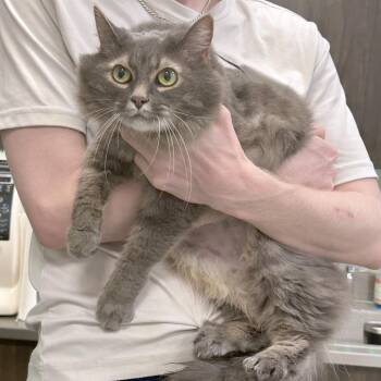 Domestic Long Hair Cats Available for Adoption in Franklin, Tennessee - Cinnamon | PetCurious