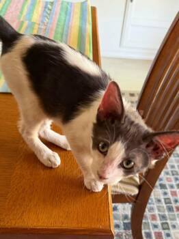 Jazzy -  Domestic Medium Hair Cat for Adoption in Parlier, California - Jazzy | PetCurious