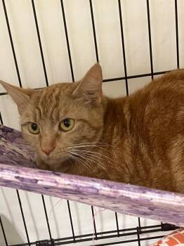 Domestic Short Hair Cats Available for Adoption - Flame Princess | PetCurious