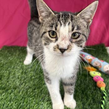 Kevin -  Domestic Short Hair Cat for Adoption in Bardstown, Kentucky - Kevin | PetCurious