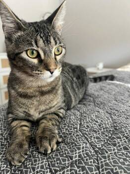 Rescue Domestic Medium Hair Cats for Adoption in Ogden, Utah - Meg | PetCurious