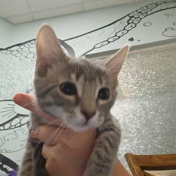 Hobbit -  Domestic Short Hair Cat for Adoption in Titusville, Florida - Hobbit | PetCurious
