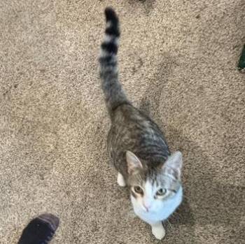 Luke -  Domestic Short Hair Cat for Adoption in Liverpool, Texas - Luke | PetCurious