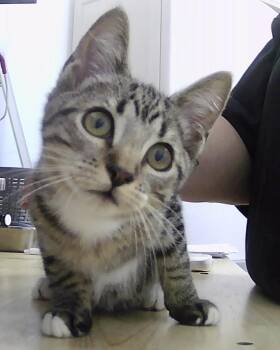 Otis -  Domestic Short Hair Cat for Adoption in Dayton, Minnesota - Otis | PetCurious