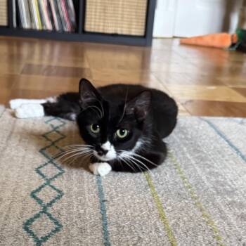 Celestina -  Tuxedo and Domestic Short Hair Cat Available for Adoption in UNIVERSITY PA, Maryland - Celestina | PetCurious