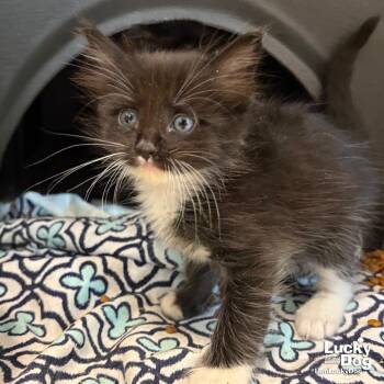 Gem -  Domestic Short Hair Cat for Adoption in Washington, District Of Columbia - Gem | PetCurious