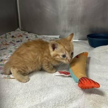 Rusty -  Domestic Short Hair Cat for Adoption in Indianapolis, Indiana - Rusty | PetCurious