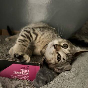 Domestic Short Hair Cats Available for Adoption in Kyle, Texas - JAVA | PetCurious