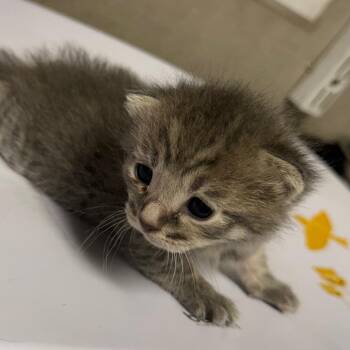 Moonlight -  Domestic Short Hair Cat for Adoption in Yuma, Arizona - Moonlight | PetCurious