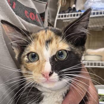 Kenna -  Domestic Short Hair Cat for Adoption in Leander, Texas - Kenna | PetCurious