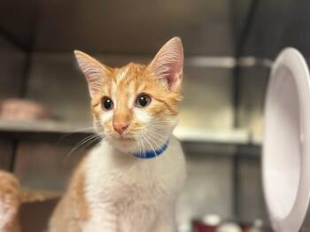 DIPPY -  Domestic Short Hair Cat for Adoption in Fort Wayne, Indiana - DIPPY | PetCurious