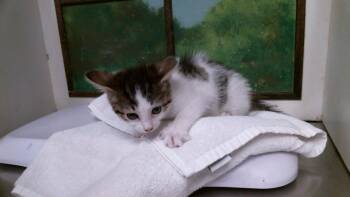 PIPLUP -  Domestic Short Hair Cat for Adoption in Houston, Texas - PIPLUP | PetCurious