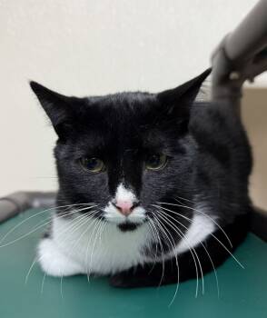 Rescue Domestic Short Hair Cats for Adoption in Arlington, Washington - Ross | PetCurious