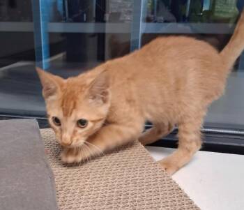 Dorito -  Domestic Short Hair Cat for Adoption in Rowlett, Texas - Dorito | PetCurious