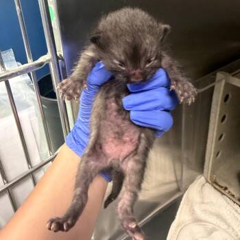 Fos -  Domestic Short Hair Cat for Adoption in Philadelphia, Pennsylvania - Fos | PetCurious