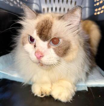 Letha -  Ragdoll Cat for Adoption in New Braunfels, Texas - Letha | PetCurious