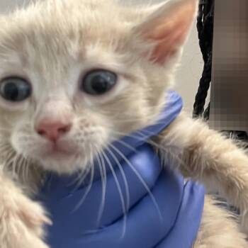 Remo -  Domestic Short Hair Cat for Adoption in Philadelphia, Pennsylvania - Remo | PetCurious