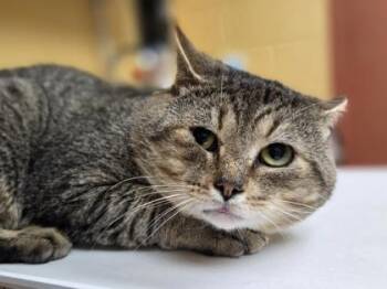 Domestic Short Hair Cats Available for Adoption in Westland, Michigan - Bravo | PetCurious