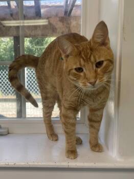 Marty -  Domestic Short Hair Cat for Adoption in Trenton, Maine - Marty | PetCurious