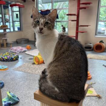 Olivia -  Domestic Short Hair Cat for Adoption in Charleston, South Carolina - Olivia | PetCurious