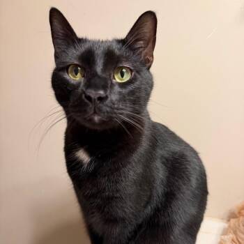 Domestic Short Hair Cats Available for Adoption in Houston, Texas - Simon | PetCurious