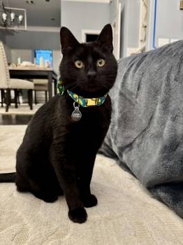 Rescue Domestic Short Hair Cats for Adoption in Houston, Texas - Otis | PetCurious