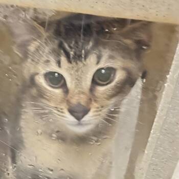Rainbows -  Domestic Short Hair Cat for Adoption in Philadelphia, Pennsylvania - Rainbows | PetCurious