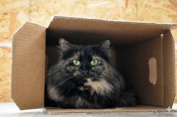 Domestic Long Hair Cats Available for Adoption - MAZIE | PetCurious