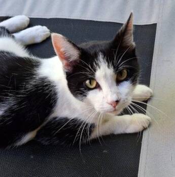 Miss Kitty -  Domestic Short Hair Cat for Adoption in Mountain View, Arkansas - Miss Kitty | PetCurious