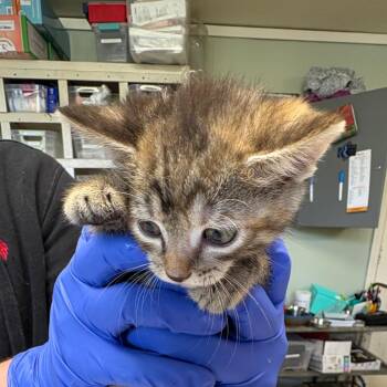 Ava Lane -  Domestic Short Hair Cat for Adoption in Mt. Juliet, Tennessee - Ava Lane | PetCurious