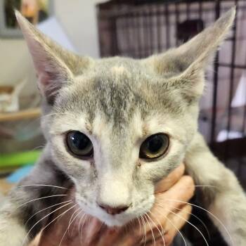 Rescue Domestic Short Hair Cats for Adoption in Arizona City, Arizona - F-Whimsy | PetCurious