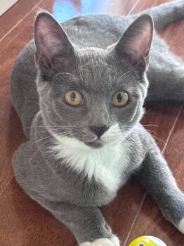 Velma -  Domestic Short Hair Cat for Adoption - Velma | PetCurious