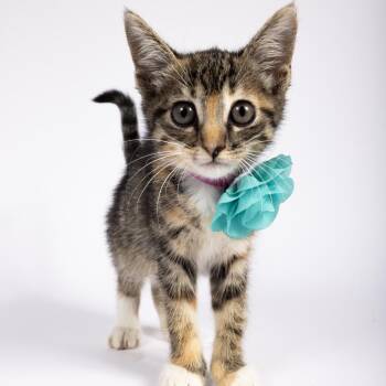 Tally -  Domestic Short Hair Cat for Adoption in Mt. Juliet, Tennessee - Tally | PetCurious