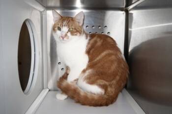 Rescue Domestic Short Hair Cats for Adoption in Scottsdale, Arizona - Milo | PetCurious