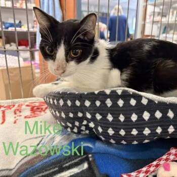 Mike Wazowski -  Domestic Short Hair Cat for Adoption in Richmond, Indiana - Mike Wazowski | PetCurious