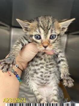 Rescue Domestic Short Hair Cats for Adoption in West Palm Beach, Florida - - SAFFRON | PetCurious