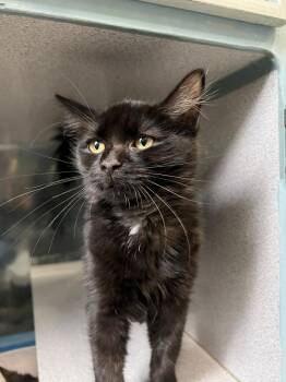 Javi -  Domestic Medium Hair Cat for Adoption in Berryville, Virginia - Javi | PetCurious