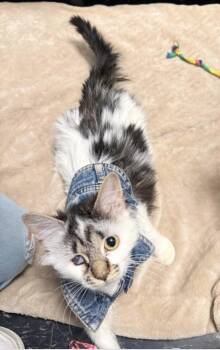 American Shorthair Cats Available for Adoption - Nalah | PetCurious