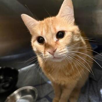 Maple (fka Price) -  Domestic Short Hair Cat Available for Adoption in Cumming, Georgia - Maple (fka Price) | PetCurious
