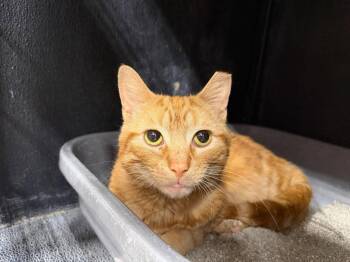 Unemployment -  Domestic Short Hair Cat for Adoption in Cleveland, Ohio - Unemployment | PetCurious