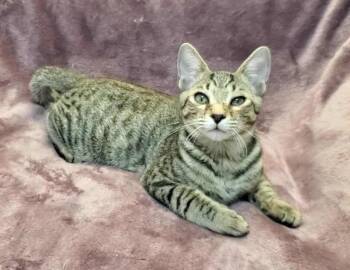 Domestic Short Hair Cats Available for Adoption in Gorham, Maine - Mario | PetCurious