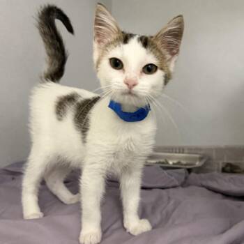Captain -  Domestic Short Hair Cat for Adoption in Dover, New Hampshire - Captain | PetCurious
