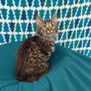 Domestic Long Hair Cats Available for Adoption - El | PetCurious