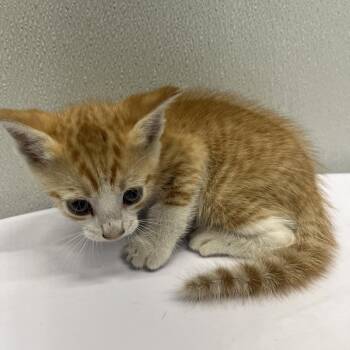 Dale -  Domestic Short Hair Cat for Adoption in Tampa, Florida - Dale | PetCurious