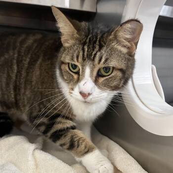 Domestic Short Hair Cats Available for Adoption in West Olive, Michigan - Mayonnaise (Chow Hound Jenison) | PetCurious