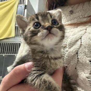 Hermione -  Domestic Short Hair Cat for Adoption in Taos, New Mexico - Hermione | PetCurious