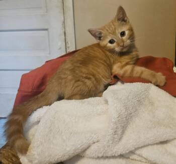 Calvin Klein -  Domestic Short Hair and Siamese Cat for Adoption in Claridge, Pennsylvania - Calvin Klein | PetCurious