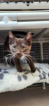 Burmese and Havana Cats Available for Adoption in Parlier, California - Kitten 27933 (Reeses) | PetCurious